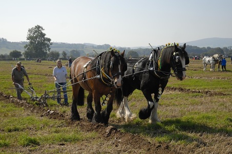 Horse-drawn Ploughing Match near Walton