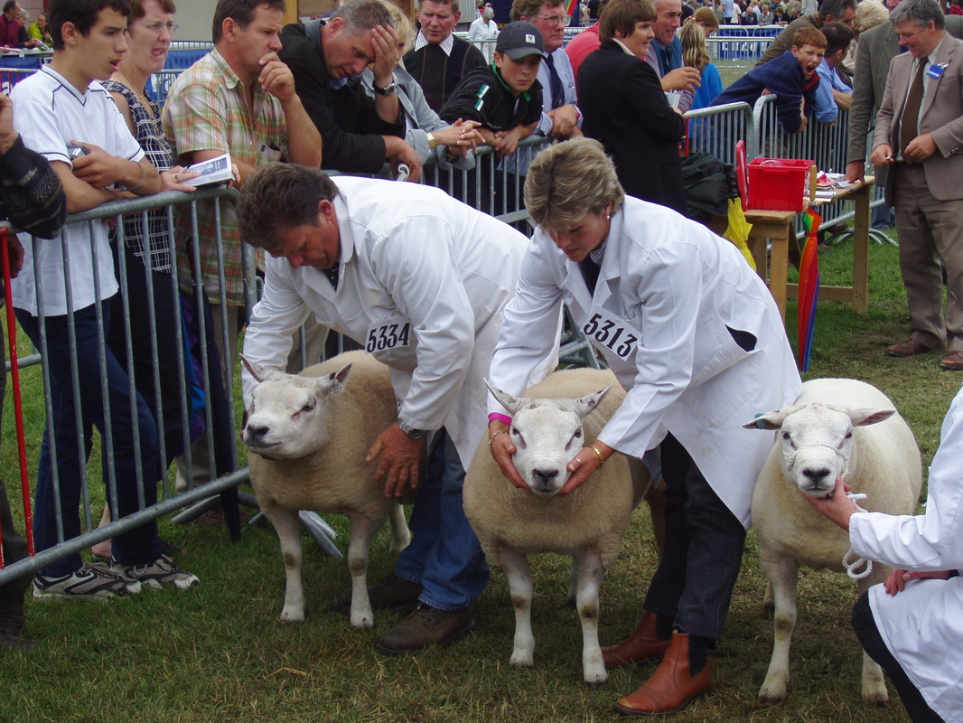 Judging Texel sheep at the Royal Welsh Show