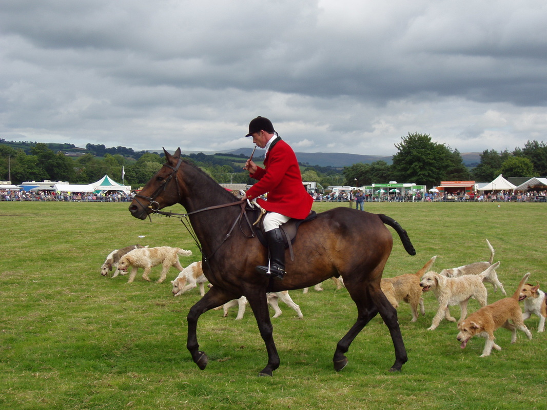 Hunter and Welsh hounds at the Brecon Show