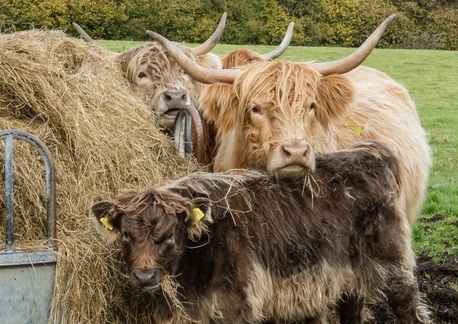 Highland Cattle at feeder near Llanbedr Hill